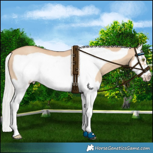 Horse Color:Silver Classic Champagne Dun Splash Frame