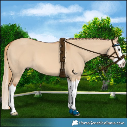 Horse Color:Red Dun Splash