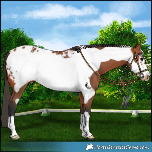 Horse Color:Bay Frame Blanket 