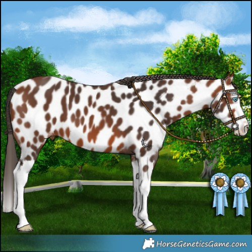 Horse Color:Bay Splash Near Leopard 