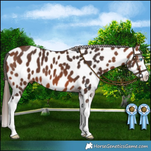 Horse Color:Bay Splash Appaloosa 