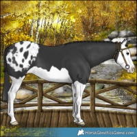 Horse Color:Black Splash Appaloosa 