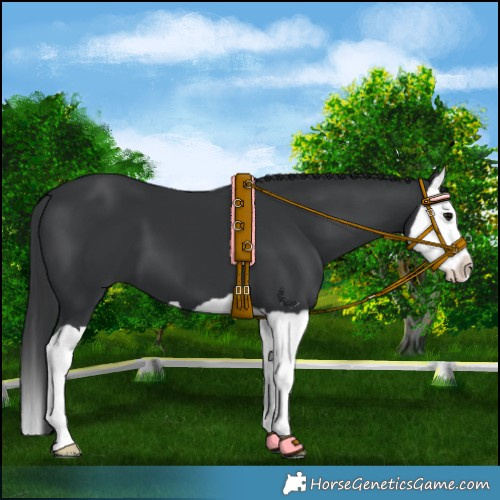 Horse Color:Black Splash