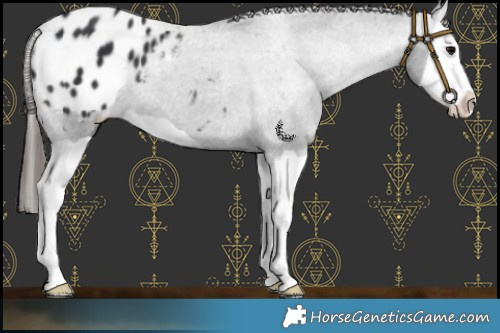 Horse Color:Black Splash Blanket 