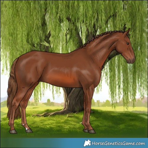 Horse Color:Chestnut 