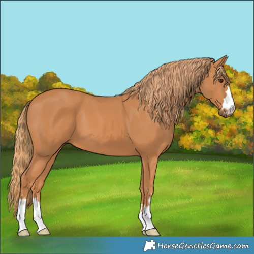 Horse Color:Chestnut 