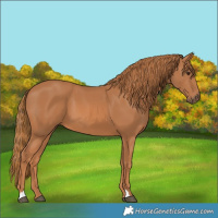Horse Color:Chestnut 