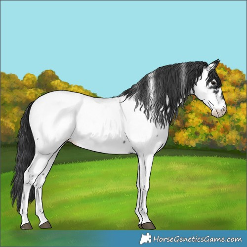 Horse Color:Black Tobiano Appaloosa 