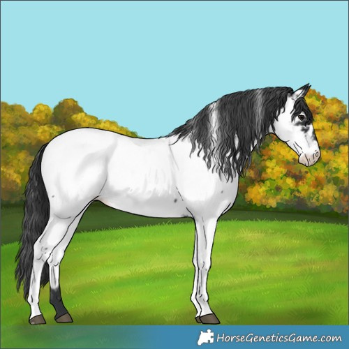 Horse Color:Black Tobiano Appaloosa 