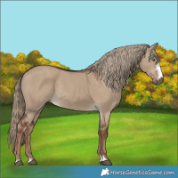 Horse Color:Liver Red Dun Sabino Rabicano