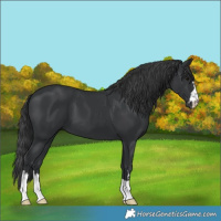 Horse Color:Black 