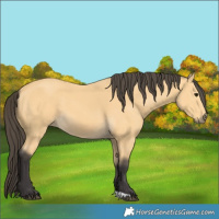 Horse Color:Buckskin 