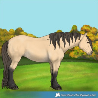 Horse Color:Buckskin 