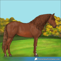Horse Color:Chestnut 