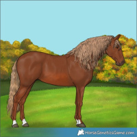 Horse Color:Chestnut 