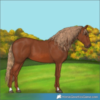 Horse Color:Chestnut 