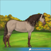 Horse Color:Liver Red Dun 
