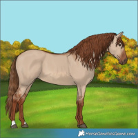 Horse Color:Red Dun 