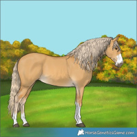 Horse Color:Palomino Dun 