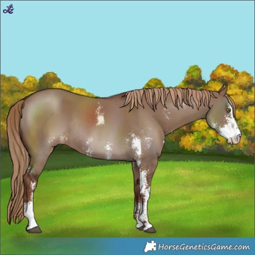 Horse Color:Liver Red Dun Sabino Rabicano