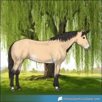 Horse Color:Buckskin 