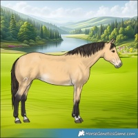 Horse Color:Buckskin