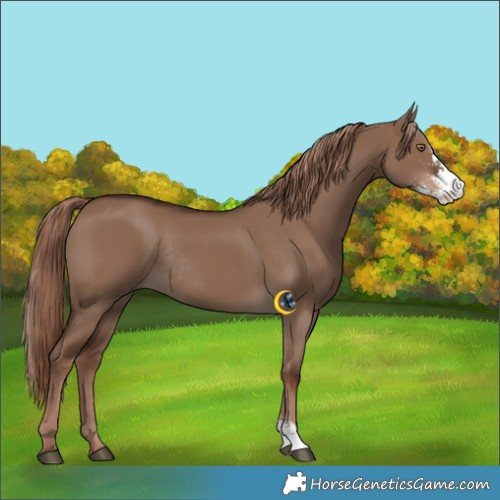 Horse Color:Liver Red Dun Sabino Rabicano 