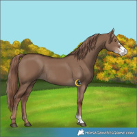 Horse Color:Liver Red Dun Sabino Rabicano 