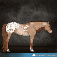 Horse Color:Red Dun Appaloosa  and Red Dun Appaloosa 