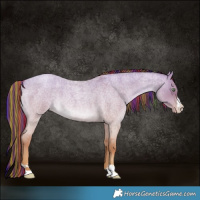 Horse Color:Painted Gold Champagne Roan Dun 