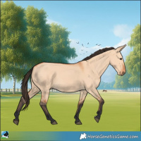 Horse Color:Bay Dun 