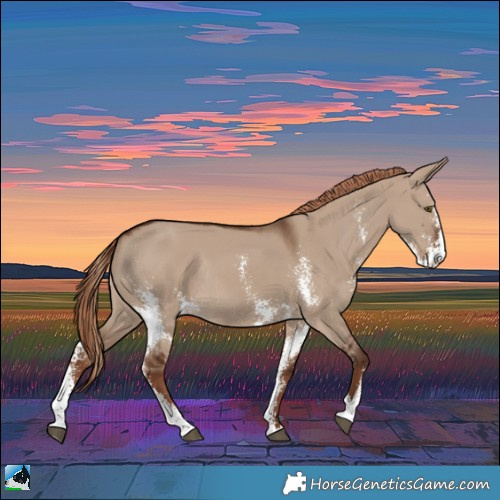 Horse Color:Liver Red Dun Sabino Rabicano 
