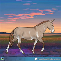 Horse Color:Liver Red Dun Sabino Rabicano 