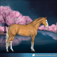 Horse Color:Palomino Splash  and Palomino Splash 