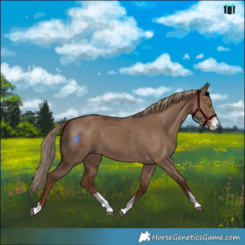 Horse Color:Liver Red Dun Sabino Rabicano 