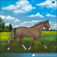 Horse Color:Liver Red Dun Sabino Rabicano 
