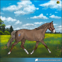 Horse Color:Liver Red Dun Sabino Rabicano 