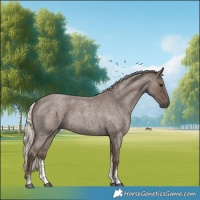 Horse Color:Silver Blue Roan Sabino 