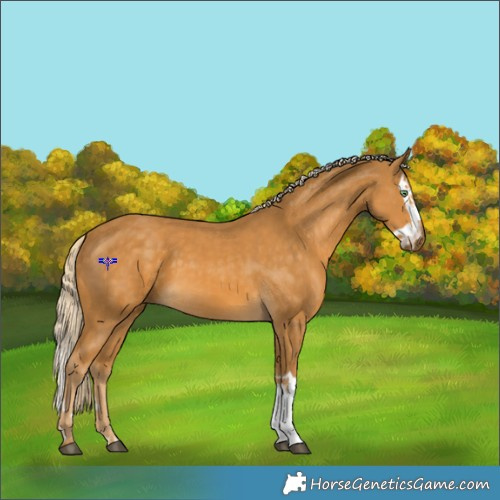 Horse Color:Palomino Splash and Palomino