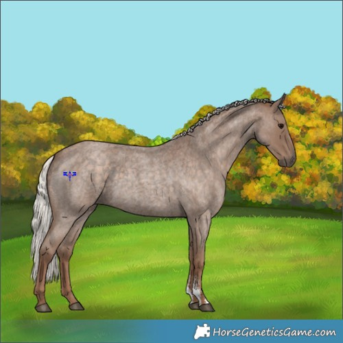 Horse Color:Silver Blue Roan Sabino 