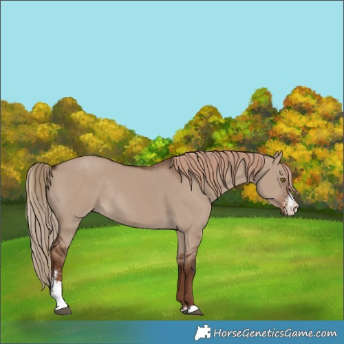 Horse Color:Liver Red Dun Sabino Rabicano 