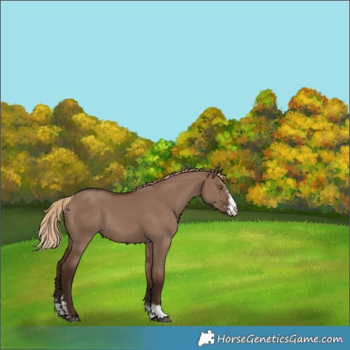 Horse Color:Liver Red Dun Sabino Rabicano 