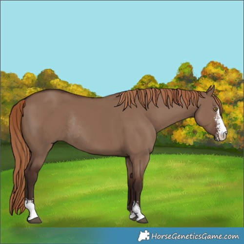 Horse Color:Liver Red Dun Sabino Rabicano 