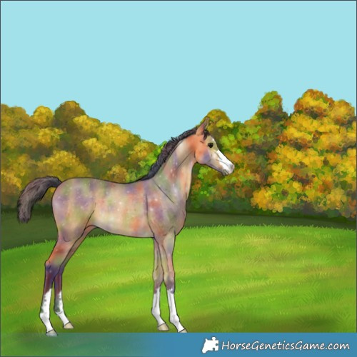 Horse Color:Nacre Buckskin Rabicano 
