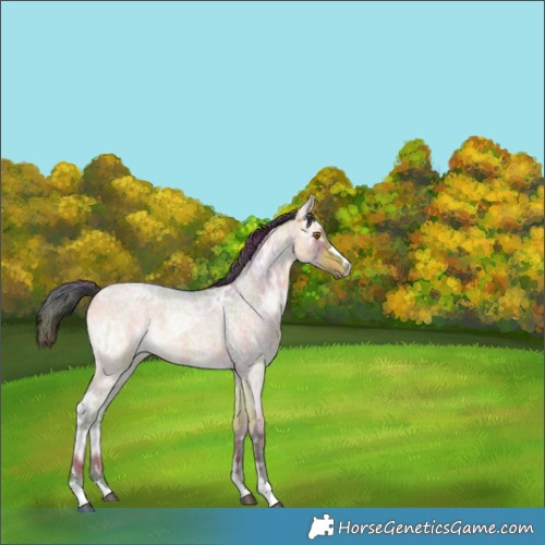 Horse Color:Nacre Buckskin Ice Roan Rabicano 
