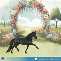 Horse Color:Black 