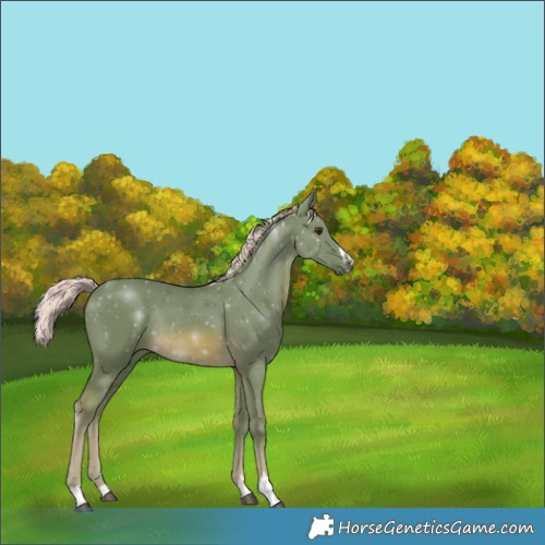 Horse Color:Watercolor Chocolate Palomino Rabicano 