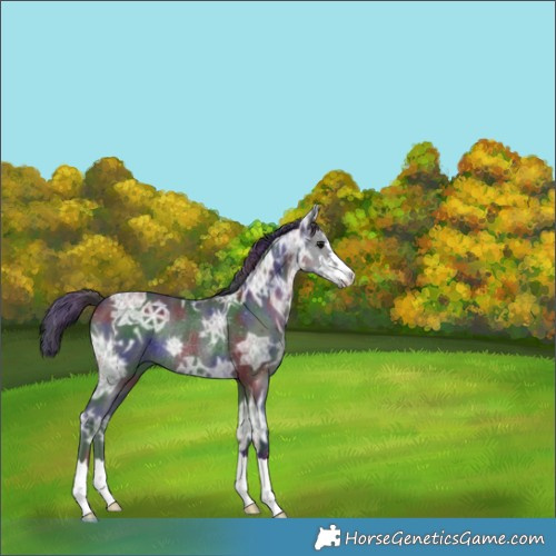 Horse Color:Nacre Black Ice Rabicano 
