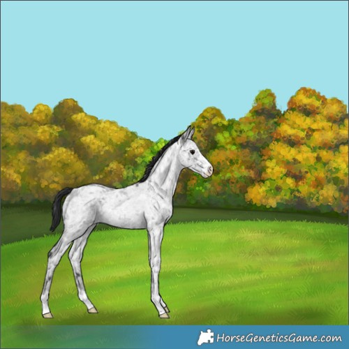 Horse Color:Blue Ice Roan Rabicano 