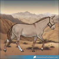 Horse Color:Liver Red Dun Sabino Rabicano 